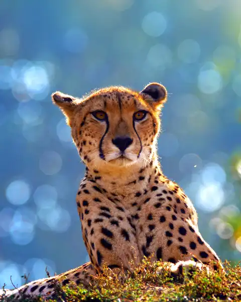 Cheetah Paw Safari Lodge